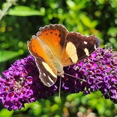 Vanessa itea at Braidwood, NSW - 14 Jan 2025 10:43 AM