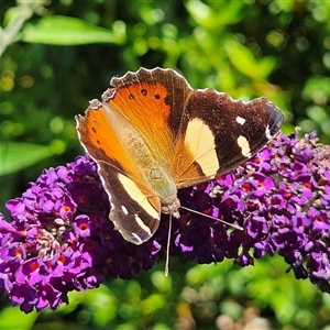 Vanessa itea at Braidwood, NSW - 14 Jan 2025 10:43 AM