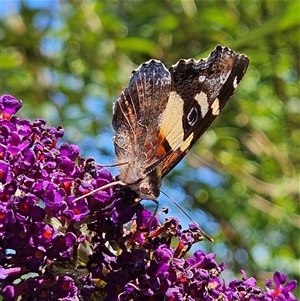 Vanessa itea at Braidwood, NSW - 14 Jan 2025 10:43 AM