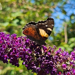 Vanessa itea at Braidwood, NSW - 14 Jan 2025 10:43 AM