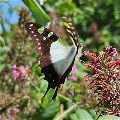 Graphium macleayanum at Braidwood, NSW - 14 Jan 2025 by MatthewFrawley