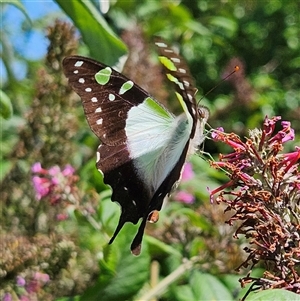 Graphium macleayanum (Macleay's Swallowtail) at Braidwood, NSW by MatthewFrawley