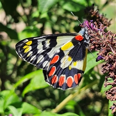 Delias aganippe (Spotted Jezebel) at Braidwood, NSW - 14 Jan 2025 by MatthewFrawley