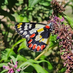 Delias aganippe at Braidwood, NSW - 14 Jan 2025 11:26 AM