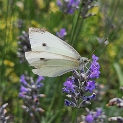 Pieris rapae (Cabbage White) at Braidwood, NSW - 14 Jan 2025 by MatthewFrawley