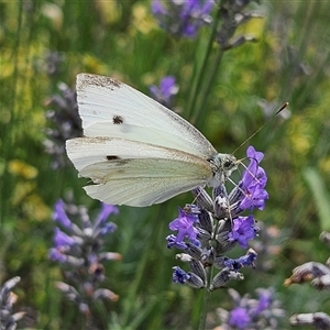 Pieris rapae at Braidwood, NSW - 14 Jan 2025 04:17 PM