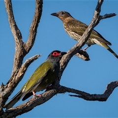 Sphecotheres vieilloti (Australasian Figbird) at Emu Park, QLD - 24 Nov 2024 by trevsci