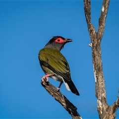 Sphecotheres vieilloti at Emu Park, QLD - 24 Nov 2024 04:50 PM