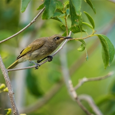 Lichmera indistincta (Brown Honeyeater) at Farnborough, QLD - 24 Nov 2024 by trevsci