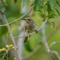Lichmera indistincta at Farnborough, QLD - 24 Nov 2024 07:19 AM
