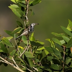 Ramsayornis fasciatus (Bar-breasted Honeyeater) at Lake Mary, QLD - 23 Nov 2024 by trevsci