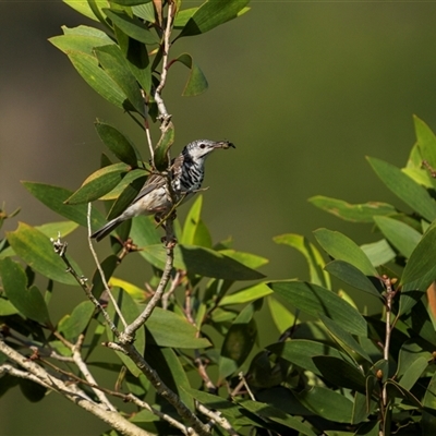 Ramsayornis fasciatus (Bar-breasted Honeyeater) at Lake Mary, QLD - 23 Nov 2024 by trevsci