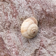 Cernuella virgata (Vineyard Snail) at Overland Corner, SA - 27 Oct 2022 by AlisonMilton