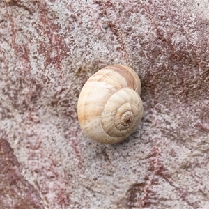 Cernuella virgata (Vineyard Snail) at Overland Corner, SA by AlisonMilton