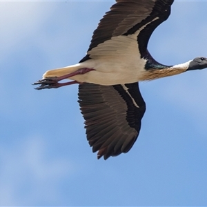 Threskiornis spinicollis (Straw-necked Ibis) at Overland Corner, SA by AlisonMilton