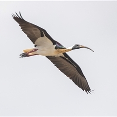 Threskiornis spinicollis at Overland Corner, SA - 27 Oct 2022 02:17 PM