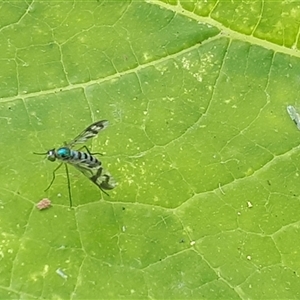 Heteropsilopus ingenuus (A long-legged fly) at O'Connor, ACT by Janet