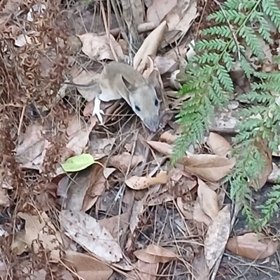 Perameles nasuta (Long-nosed Bandicoot) at Kariong, NSW - 14 Jan 2025 by bushnymph01