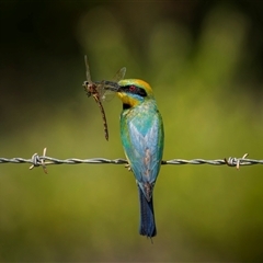 Merops ornatus (Rainbow Bee-eater) at Farnborough, QLD - 1 Dec 2024 by trevsci