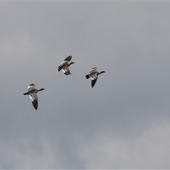 Chenonetta jubata (Australian Wood Duck) at Overland Corner, SA - 27 Oct 2022 by AlisonMilton