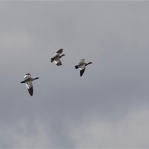 Chenonetta jubata (Australian Wood Duck) at Overland Corner, SA by AlisonMilton