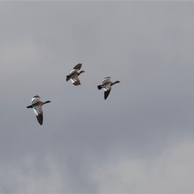 Chenonetta jubata (Australian Wood Duck) at Overland Corner, SA - 27 Oct 2022 by AlisonMilton