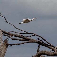 Platalea flavipes (Yellow-billed Spoonbill) at Overland Corner, SA - 27 Oct 2022 by AlisonMilton