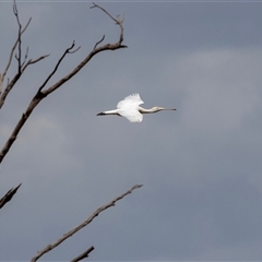 Platalea flavipes at Overland Corner, SA - 27 Oct 2022 02:15 PM