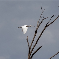 Platalea flavipes at Overland Corner, SA - 27 Oct 2022 02:15 PM