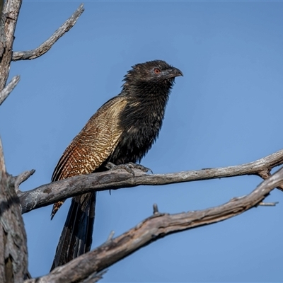 Centropus phasianinus (Pheasant Coucal) at Farnborough, QLD - 8 Dec 2024 by trevsci