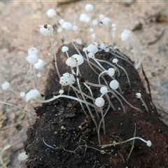 Hemimycena sp. at Charleys Forest, NSW - 12 Jan 2025 by arjay