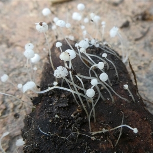 Hemimycena sp. at Charleys Forest, NSW - suppressed