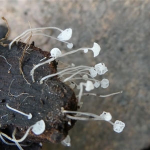 Hemimycena sp. at Charleys Forest, NSW - suppressed