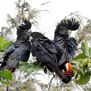 Calyptorhynchus banksii banksii (Northern Red-tailed Black-Cockatoo) at Rosslyn, QLD by trevsci