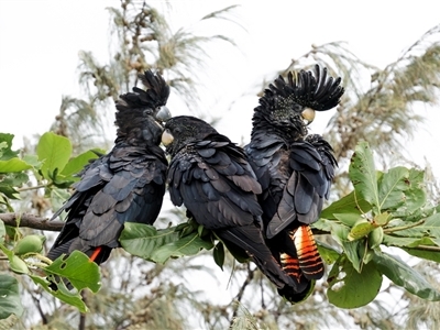 Calyptorhynchus banksii banksii (Northern Red-tailed Black-Cockatoo) at Rosslyn, QLD - 21 Dec 2024 by trevsci