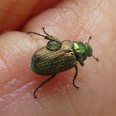 Diphucephala sp. (genus) (Green Scarab Beetle) at Charleys Forest, NSW - 11 Jan 2025 by arjay