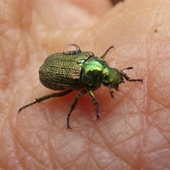 Diphucephala sp. (genus) at Charleys Forest, NSW - 11 Jan 2025