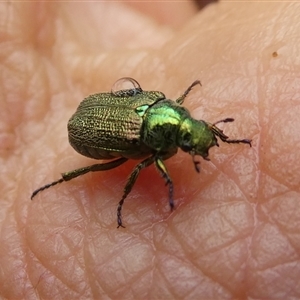 Diphucephala sp. (genus) at Charleys Forest, NSW - 11 Jan 2025