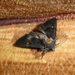 Neumichtis nigerrima (Black Turnip Moth) at Charleys Forest, NSW - 4 Jan 2025 by arjay