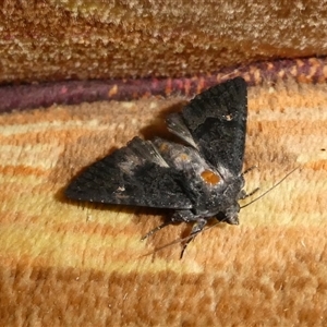 Neumichtis nigerrima (Black Turnip Moth) at Charleys Forest, NSW by arjay