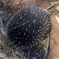 Tachyglossus aculeatus (Short-beaked Echidna) at Yarralumla, ACT - 14 Jan 2025 by SteveBorkowskis