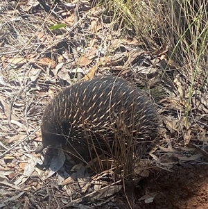 Tachyglossus aculeatus at Yarralumla, ACT - 14 Jan 2025 12:11 PM