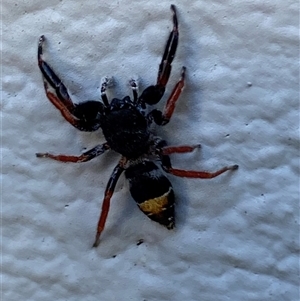 Apricia jovialis (Jovial jumping spider) at Mitchell, ACT by SteveBorkowskis