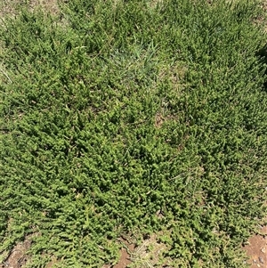 Dysphania multifida (Scented Goosefoot) at Coombs, ACT by SteveBorkowskis