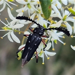 Distichocera thomsonella (A longhorn beetle) at Bungendore, NSW - 14 Jan 2025 by clarehoneydove