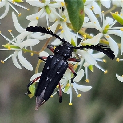 Distichocera thomsonella at Bungendore, NSW - 14 Jan 2025 by clarehoneydove