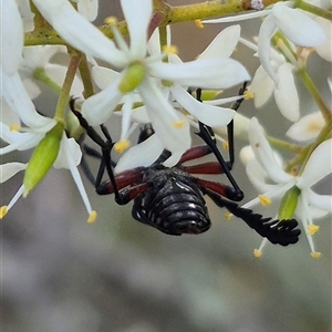 Distichocera thomsonella at Bungendore, NSW - 14 Jan 2025