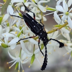 Distichocera thomsonella at Bungendore, NSW - 14 Jan 2025