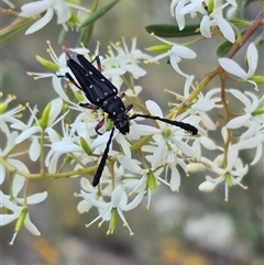 Distichocera thomsonella at Bungendore, NSW - 14 Jan 2025