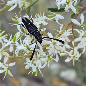 Distichocera thomsonella at Bungendore, NSW - 14 Jan 2025